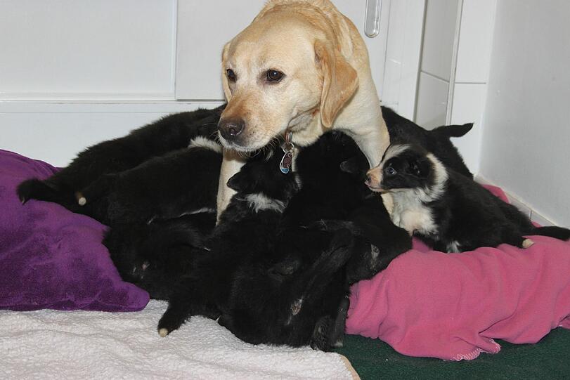 27 Hunde gerettet. Die Bilder zum Durchklicken.