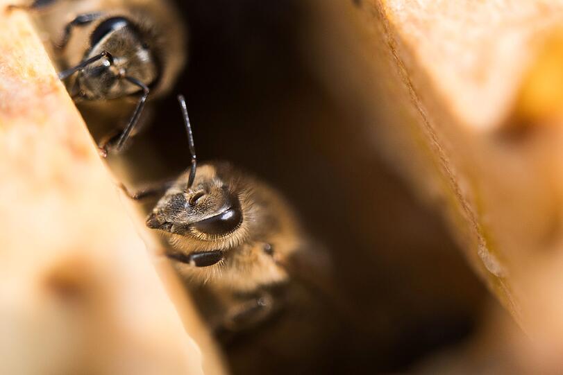 Pestizide und Milben machen Bienen zu schaffen.