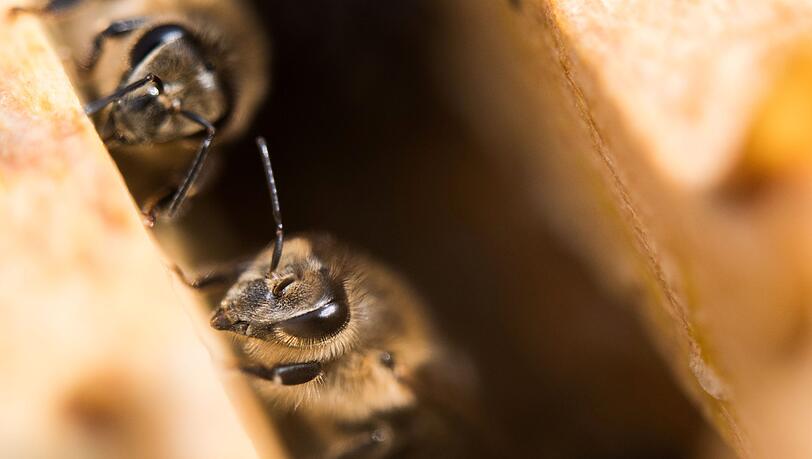 Pestizide und Milben machen Bienen zu schaffen.