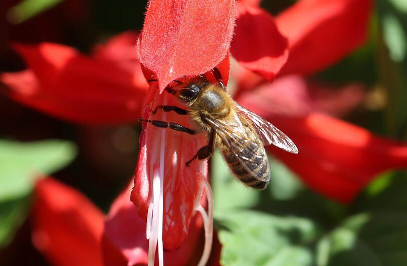 Am Karolinenplatz kann man Bienen beobachten.