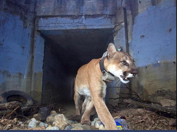 Der Puma "Culvert Cat" bei der Unterquerung eines Highways.