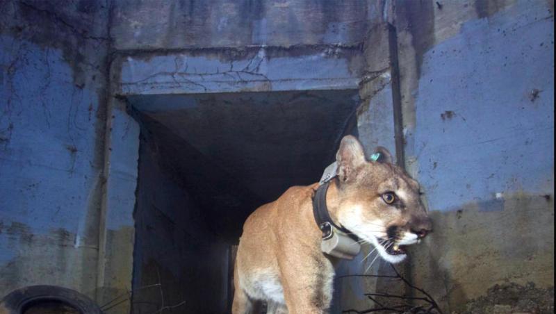Der Puma "Culvert Cat" bei der Unterquerung eines Highways. Der Puma "Culvert Cat" bei der Unterquerung eines Highways.
