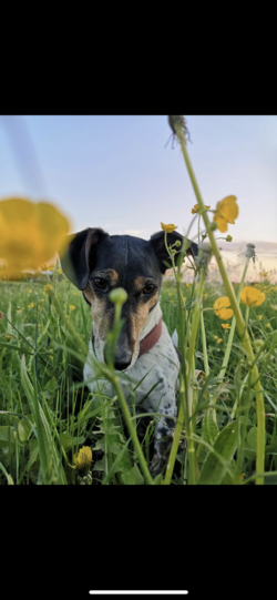 Rocky