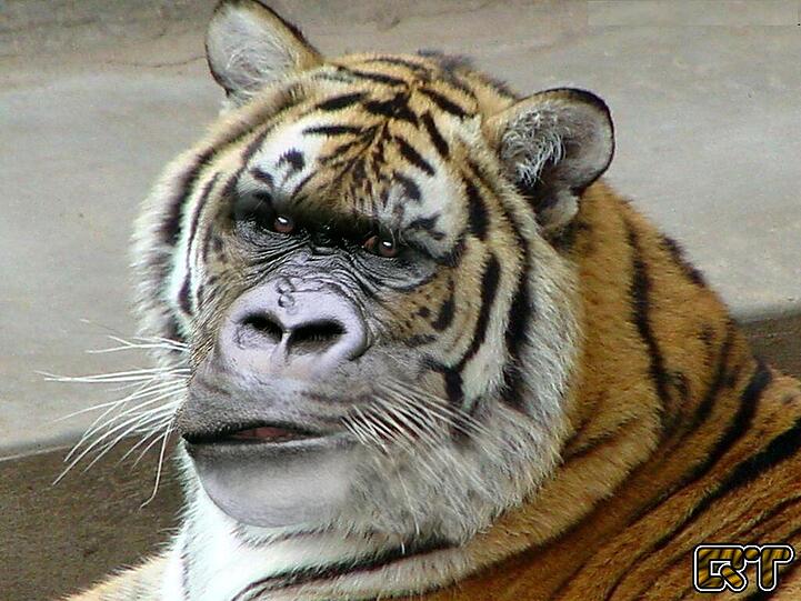 Die absolut verrückten Tierbilder von QuebecTango - Hier: ein Tigerilla - Mehr Bilder: www.q-target.co.uk