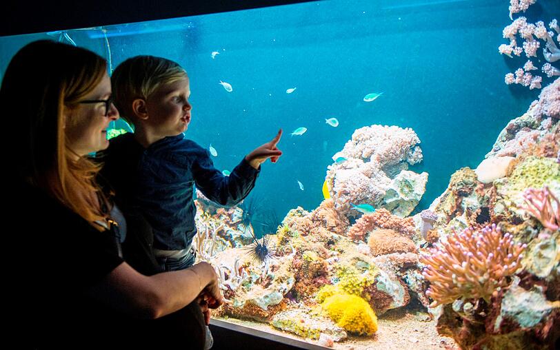Kleines Patenkind für einen kleinen Paten? Spannend scheint der Besuch im Aquarium jedenfalls zu sein.