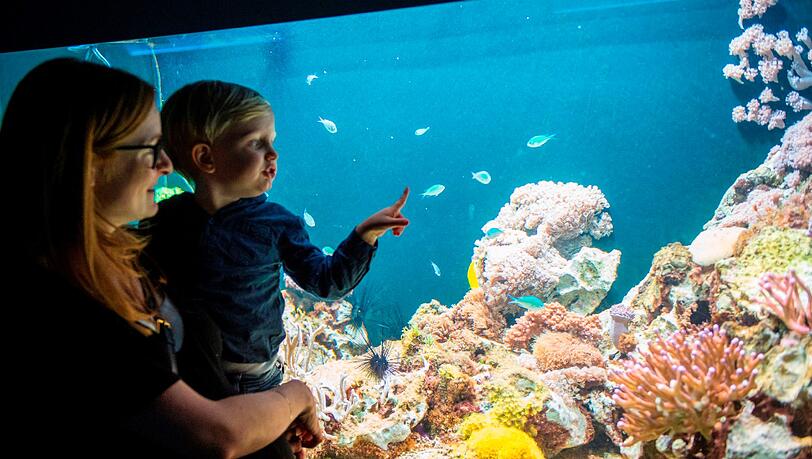 Kleines Patenkind für einen kleinen Paten? Spannend scheint der Besuch im Aquarium jedenfalls zu sein. Kleines Patenkind für einen kleinen Paten? Spannend scheint der Besuch im Aquarium jedenfalls zu sein.