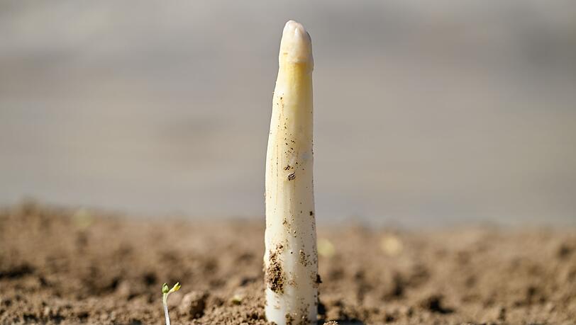 Der erste Spargel