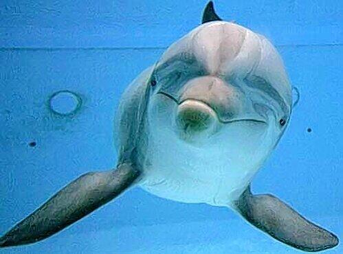 Im Juli dürfen dieser Tümmler und seine Mitbewohner vom Delfinarium in die neue Lagune ziehen.