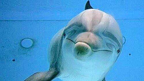 Im Juli dürfen dieser Tümmler und seine Mitbewohner vom Delfinarium in die neue Lagune ziehen. Im Juli dürfen dieser Tümmler und seine Mitbewohner vom Delfinarium in die neue Lagune ziehen.