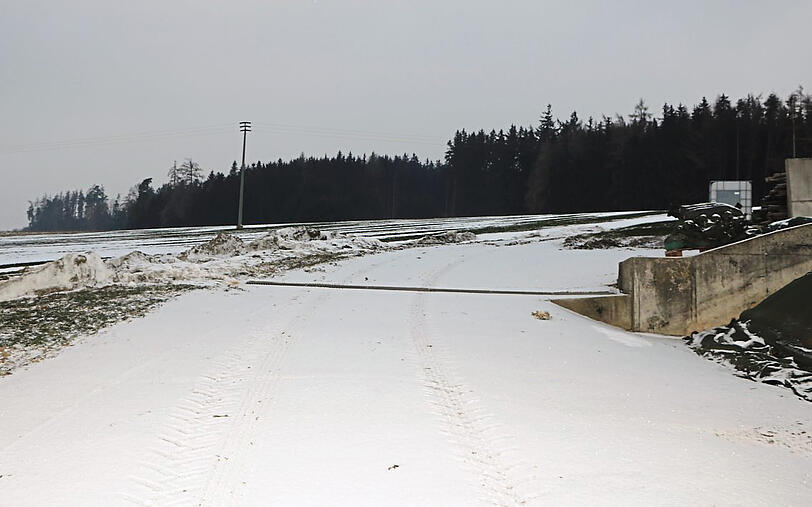 Eine braune Kuh wie die vom Bauernhof Wiedenbeck streift momentan durch diese Wälder rund um Oberhaarbach.