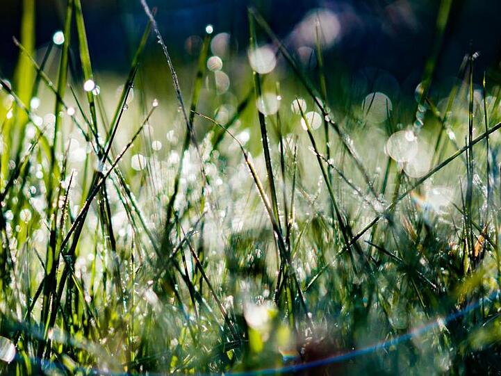 Die Morgensonne bescheint eine Wiese mit Tautropfen. Foto: Frank Rumpenhorst/Archivbild