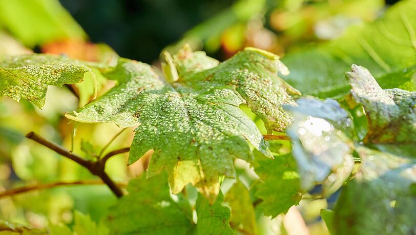 Wassertropfen auf den Blättern einer Pflanze in einer Gärtnerei.