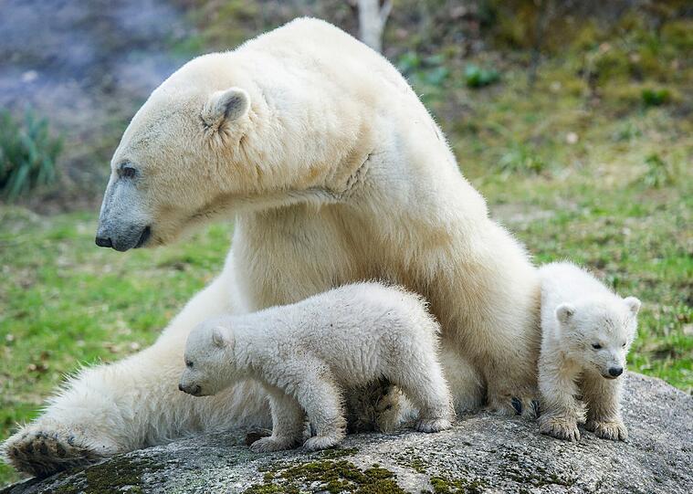 14 Wochen sind sie alt: die Eisbären-Zwillinge zusammen mit Mutter Giovanna.