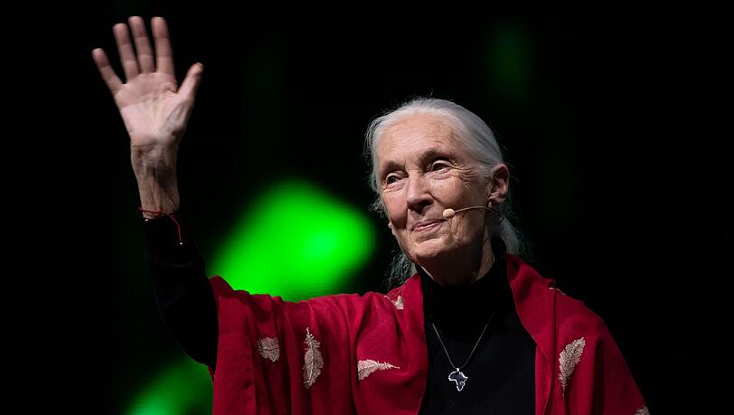 Der Tod der berühmten Schimpansenforscherin Jane Goodall hat weltweit Trauer ausgelöst. (Archivbild)