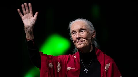 Der Tod der berühmten Schimpansenforscherin Jane Goodall hat weltweit Trauer ausgelöst. (Archivbild)