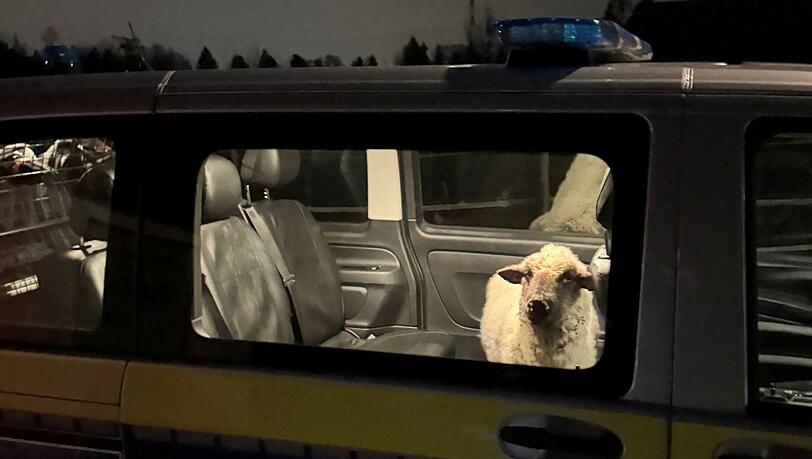 Die Polizei sperrt das entlaufene Schaf in den Streifenwagen.