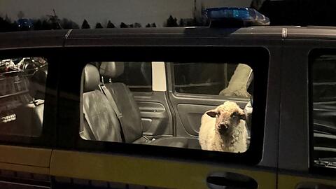 Die Polizei sperrt das entlaufene Schaf in den Streifenwagen.