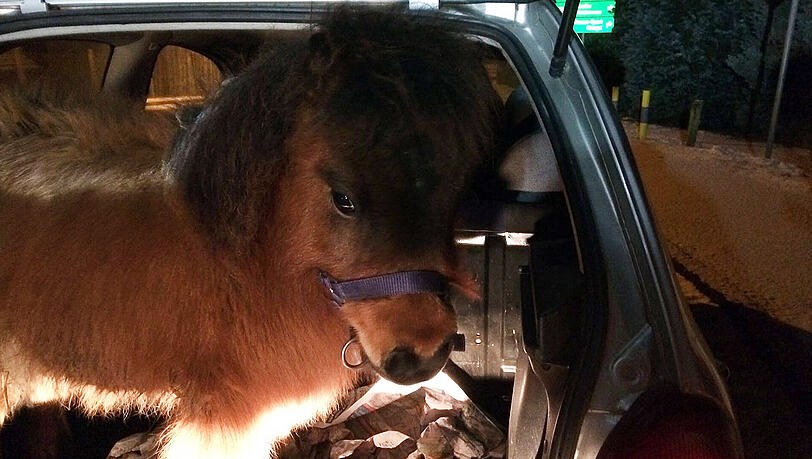 Keine Koffer im Kofferraum, sondern ein Pony: Ungewöhnlicher Anblick bei der Verkehrskontrolle. Keine Koffer im Kofferraum, sondern ein Pony: Ungewöhnlicher Anblick bei der Verkehrskontrolle.