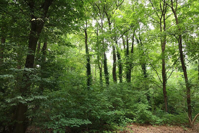Urbaner Dschungel? Im Leopoldpark schaut's ganz danach aus.