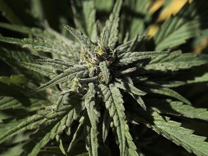 Die aufblühende Knospe einer Marihuanapflanze. Drogenfahnder haben nach monatelangen Ermittlungen 74 Kilogramm Marihuana sichergestellt. 14 Verdächtige sind in Untersuchungshaft.