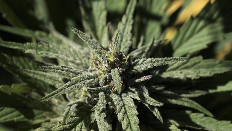 Die aufblühende Knospe einer Marihuanapflanze. Drogenfahnder haben nach monatelangen Ermittlungen 74 Kilogramm Marihuana sichergestellt. 14 Verdächtige sind in Untersuchungshaft. Die aufblühende Knospe einer Marihuanapflanze. Drogenfahnder haben nach monatelangen Ermittlungen 74 Kilogramm Marihuana sichergestellt. 14 Verdächtige sind in Untersuchungshaft.