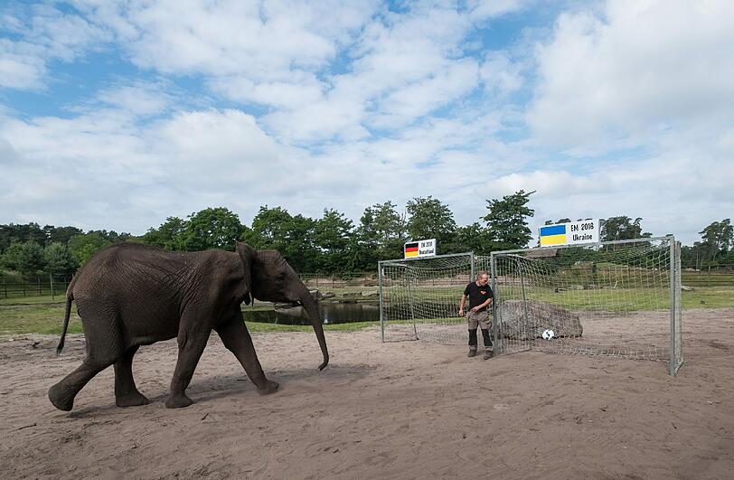Elefantendame Nelly kickt im Serengeti-Park in Hodenhagen (Niedersachsen) den Ball in das Tor der Ukraine. Damit sagt sie einen Sieg der deutschen Nationalmannschaft vorher &ndash; korrekt.