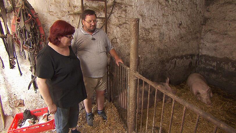 Helmut ist begeistert, dass Angie im Stall und bei den Schweinen ohne Scheu mit anpackt.