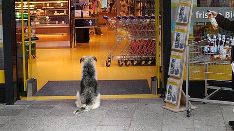 Eine 69-Jährige hat vor einem Supermarkt ihren Hund geschlagen und getreten. (Symbolbild)