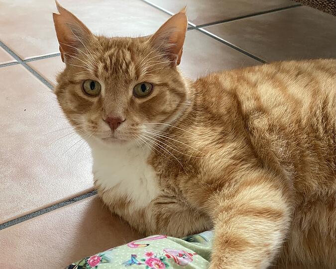 Miau: Das sind die tierischen Bewerber Wir suchen Münchens schönste Katze - hier sehen Sie die Bilder der tierischen Bewerber.