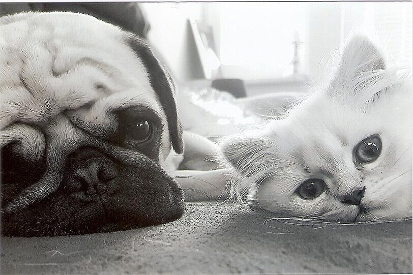 Mops Gizmo Bernhard vom Pfalzgarten und Kater Simon