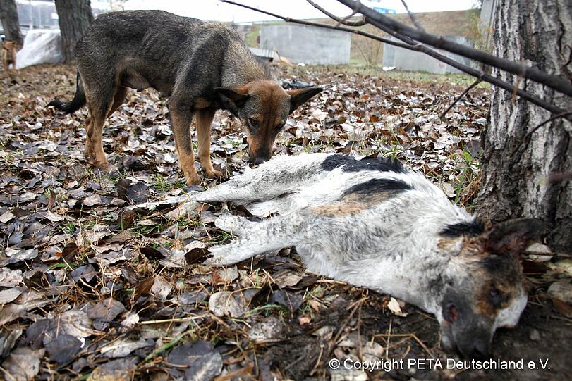 Ukrainische Straßenhunde: Massentötungen an Hunden: Müller geschockt - Panorama - Abendzeitung München