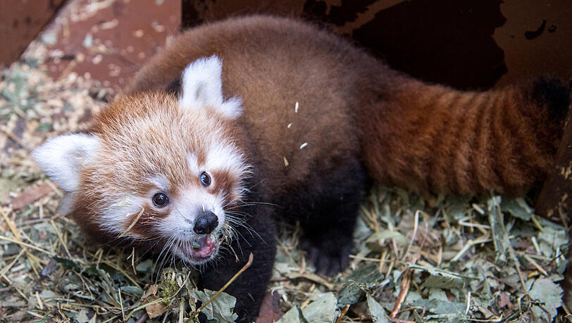 Das Rote-Panda-Baby ist ein Mädchen. Das Rote-Panda-Baby ist ein Mädchen.