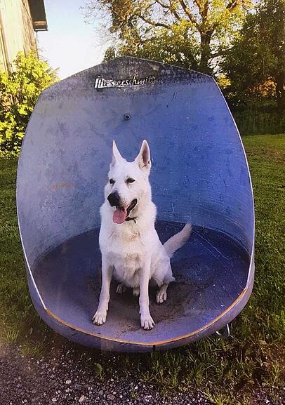 Schäferhund Piero soll für den Unfall im August 2017 verantwortlich sein. Das meint zumindest die Klägerin. Schäferhund Piero soll für den Unfall im August 2017 verantwortlich sein. Das meint zumindest die Klägerin.