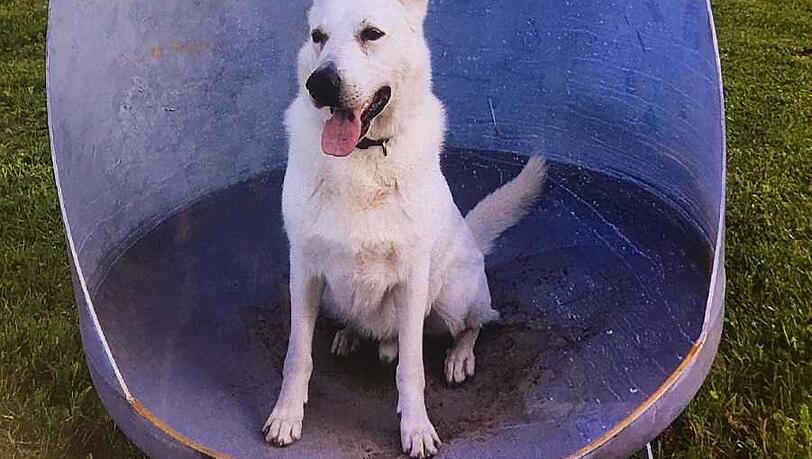 Schäferhund Piero soll für den Unfall im August 2017 verantwortlich sein. Das meint zumindest die Klägerin. Schäferhund Piero soll für den Unfall im August 2017 verantwortlich sein. Das meint zumindest die Klägerin.