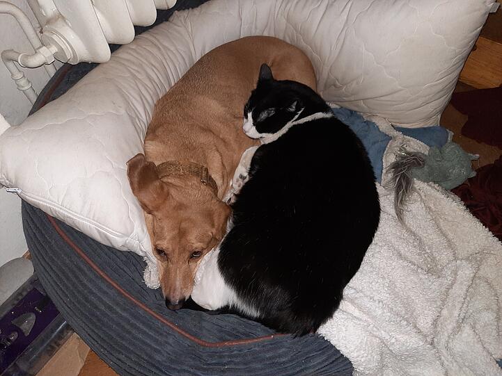 Jagdhund-Mix Lucky und Hauskatze Turtle