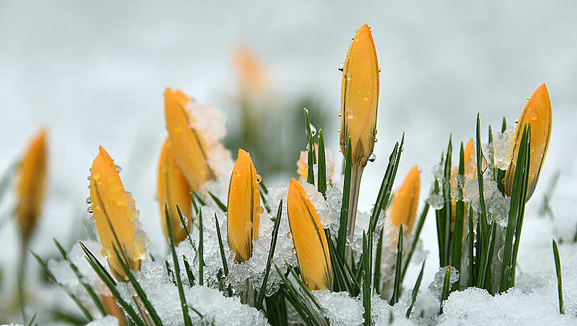 Krokusse im Schnee: Die Blumen sind der Zeit um ca. vier Wochen voraus und werden in der kommenden Woche durch viel kalte Luft noch einmal ausgebremst. Krokusse im Schnee: Die Blumen sind der Zeit um ca. vier Wochen voraus und werden in der kommenden Woche durch viel kalte Luft noch einmal ausgebremst.