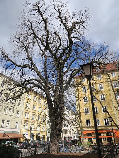 Die Kastanie steht immer noch.