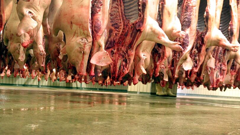 Zwei Mitarbeiter der Schweineschlachtung wurden positiv getestet.