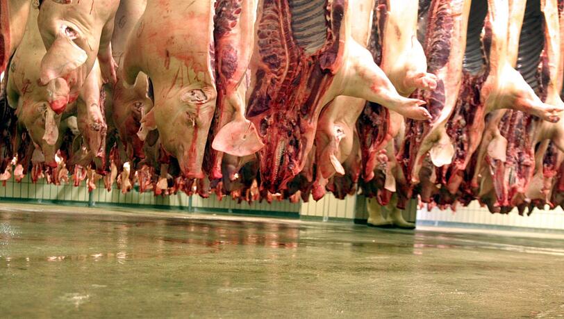 Zwei Mitarbeiter der Schweineschlachtung wurden positiv getestet. Zwei Mitarbeiter der Schweineschlachtung wurden positiv getestet.
