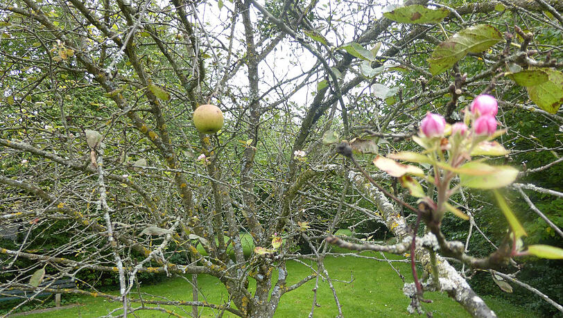Ungewöhnliche Erscheinung: Ein Apfelbaum, der zugleich Früchte und Blüten trägt. Ungewöhnliche Erscheinung: Ein Apfelbaum, der zugleich Früchte und Blüten trägt.