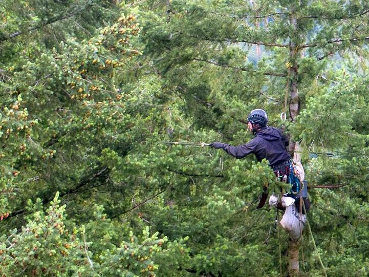 Ein Zapfenpflücker hängt im Wipfel einer Douglasie und sammelt Zapfen für die Gewinnung von Samen. Foto: Jens Büttner/Archivbild