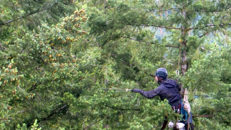 Ein Zapfenpflücker hängt im Wipfel einer Douglasie und sammelt Zapfen für die Gewinnung von Samen. Foto: Jens Büttner/Archivbild Ein Zapfenpflücker hängt im Wipfel einer Douglasie und sammelt Zapfen für die Gewinnung von Samen. Foto: Jens Büttner/Archivbild