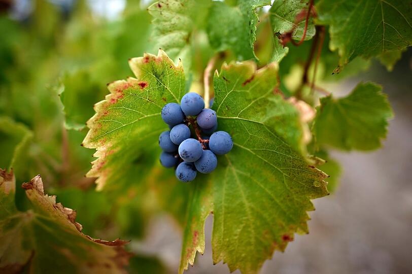 Auf der Schwanthalerhöhe ist am Sonntag deutsch-griechisches Weinfest.