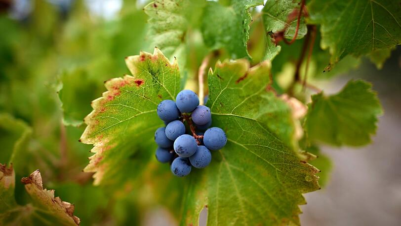 Auf der Schwanthalerhöhe ist am Sonntag deutsch-griechisches Weinfest.