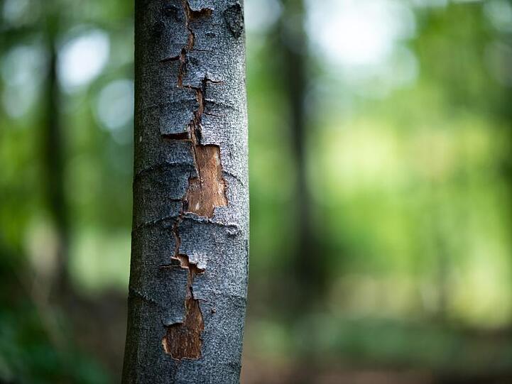 Die Rinde einer Buche ist durch die anhaltende Hitze aufgeplatzt.