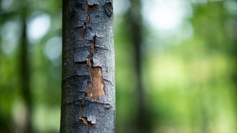 Die Rinde einer Buche ist durch die anhaltende Hitze aufgeplatzt. Die Rinde einer Buche ist durch die anhaltende Hitze aufgeplatzt.