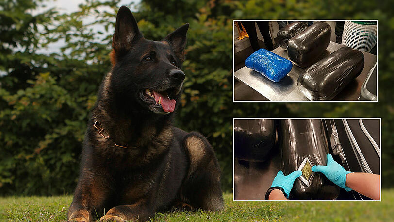 Drogenspürhund "Vimo" erschnüffelte das Marihuana.