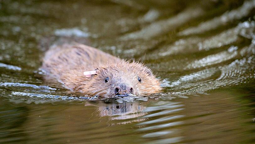 Eigentlich ganz nett: ein eurasischer Biber. Mancher sieht ihn aber gar nicht gern.