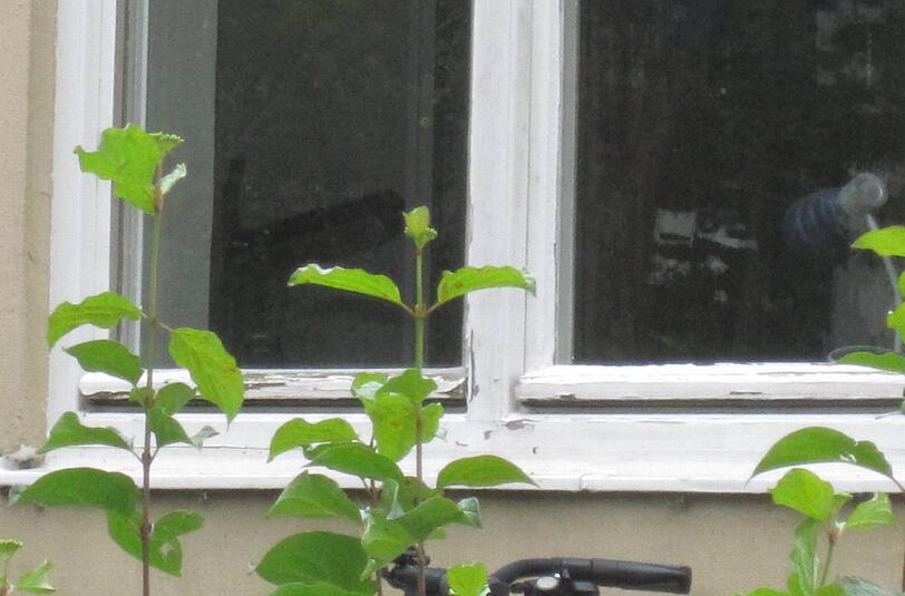Die Farbe blättert ab, die Fenster sind undicht &ndash; in der Schule in der Senftenauerstraße eines der Probleme.