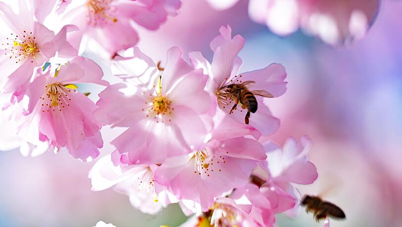 Der DWD erwartet f&uuml;r Samstag viel Sonnenschein f&uuml;r Bayern. (Symbolbild)